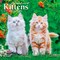 Plato; For the Love of Kittens | 2027 7 x 14 Inch (Hanging) Monthly Mini Wall Calendar; Category:Wall Calendars; Image:2